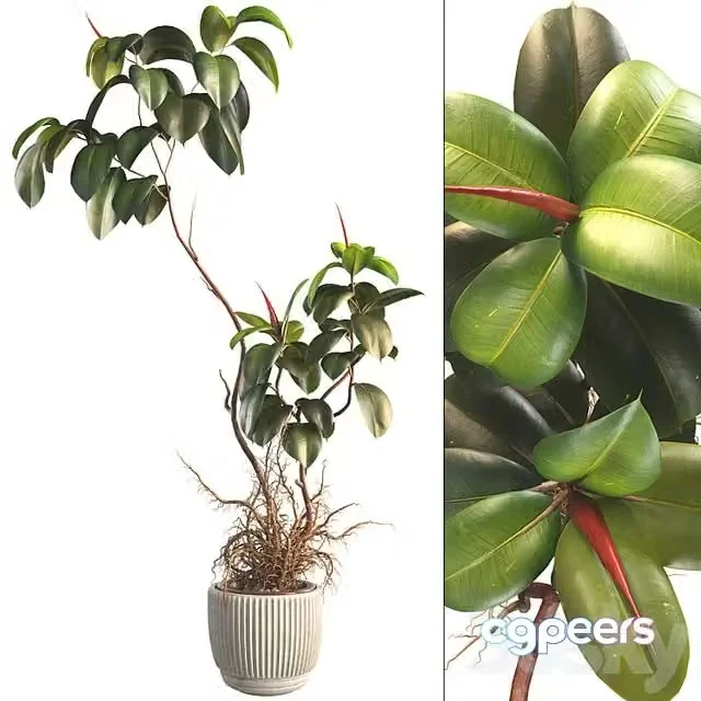 3ds Max Free – Bonsai Jungle Ficus Elastica Rubber Tree 339