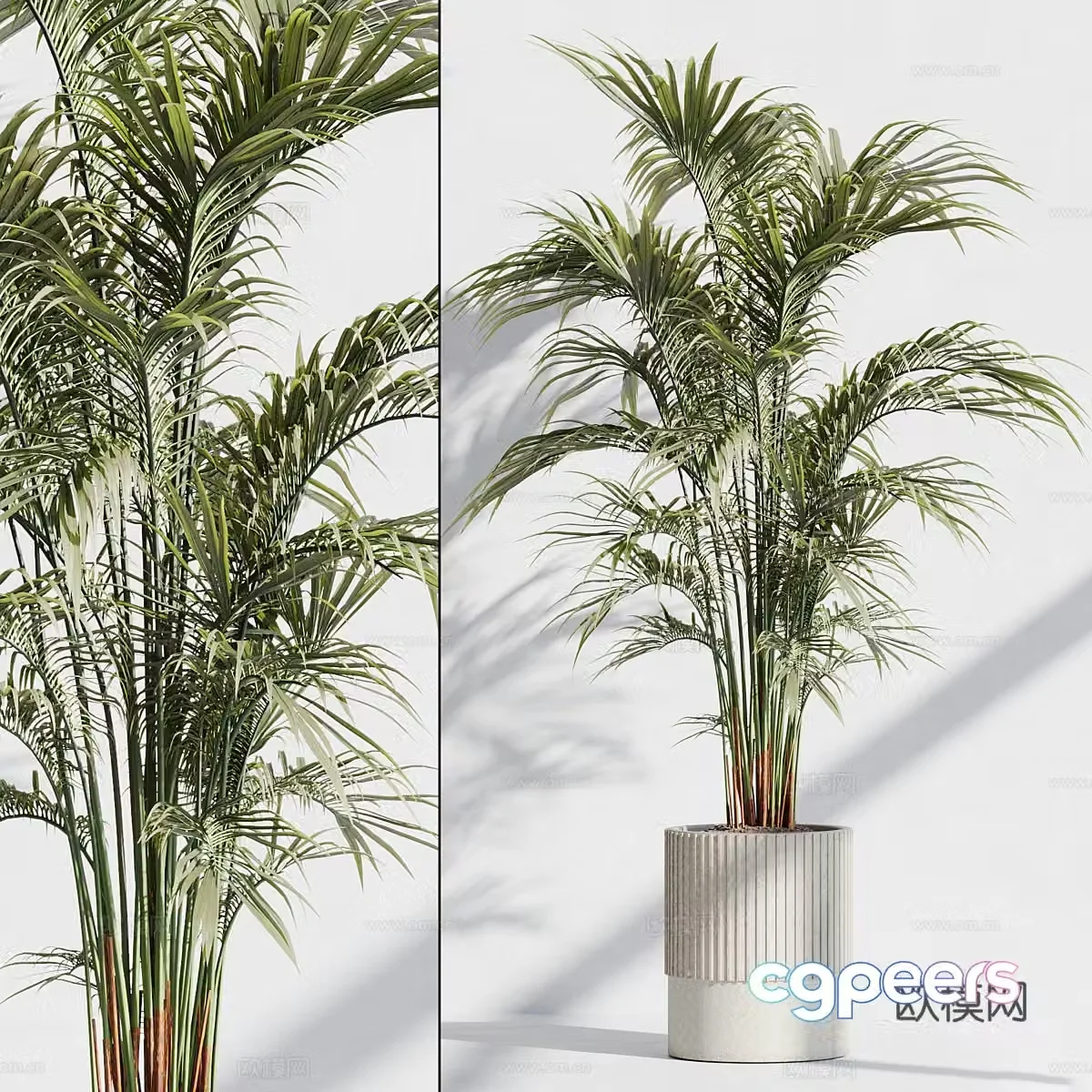 Modern green plant potted plant 3D model of scattered tail sunflower