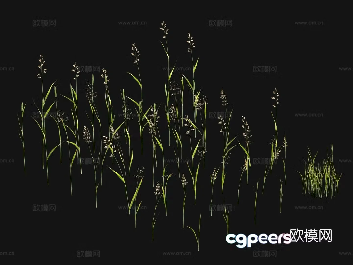 Flowers and plants Wild grass 3d model
