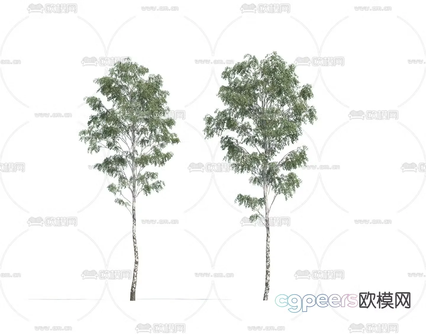 Landscape tree birch tree 3d model