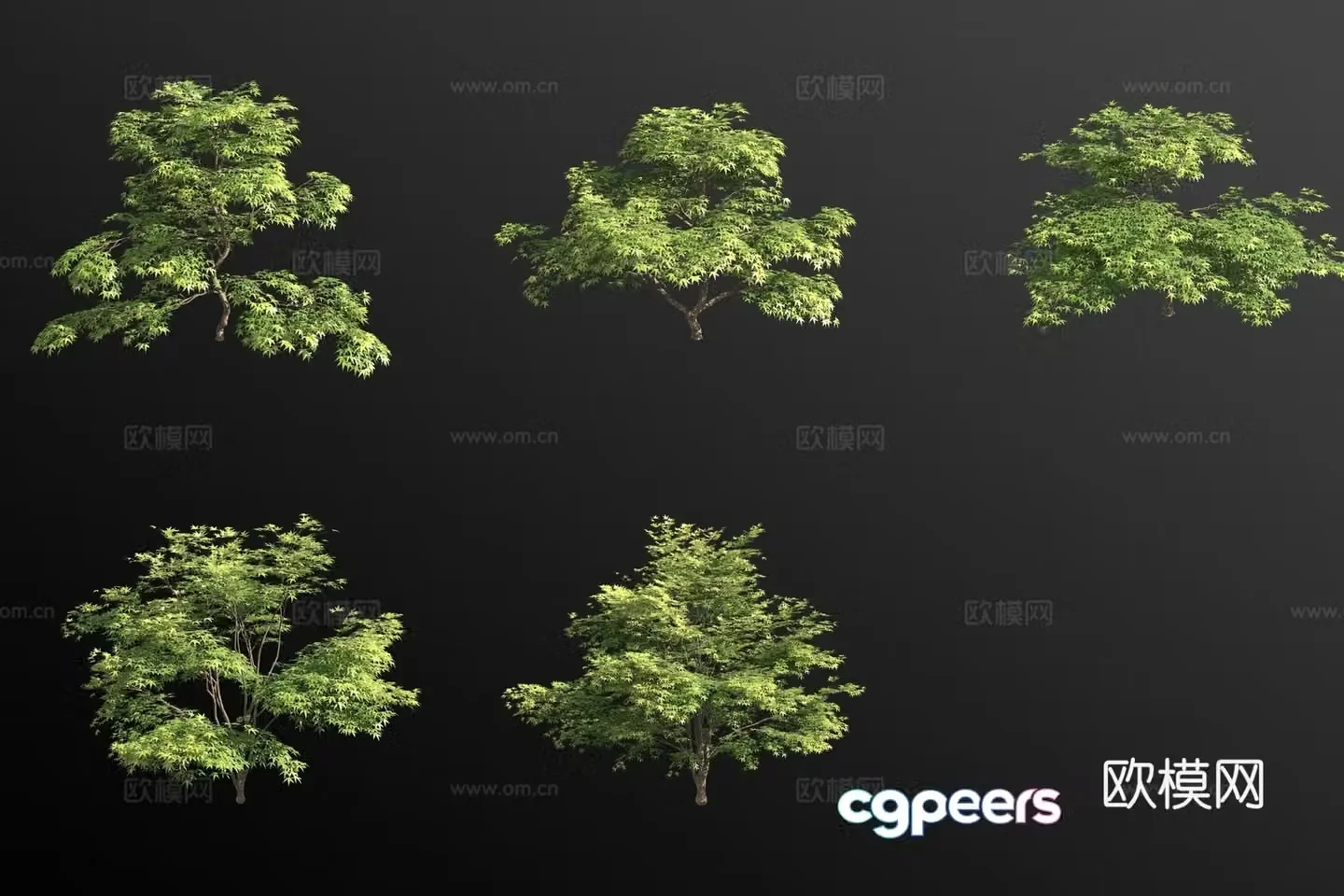 Chicken claw maple bush 3d model