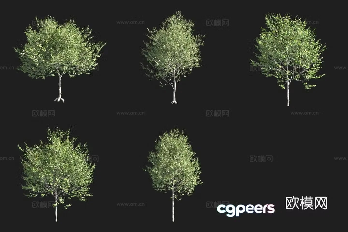 Wide leaf lime tree 3d model