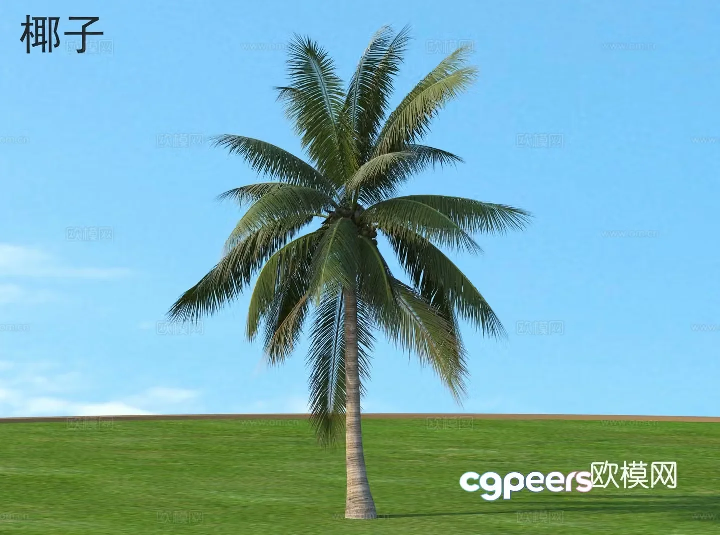 coconut plant 3d model