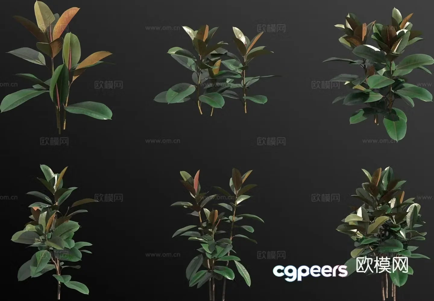 Indian banyan rubber tree green plant 3d model
