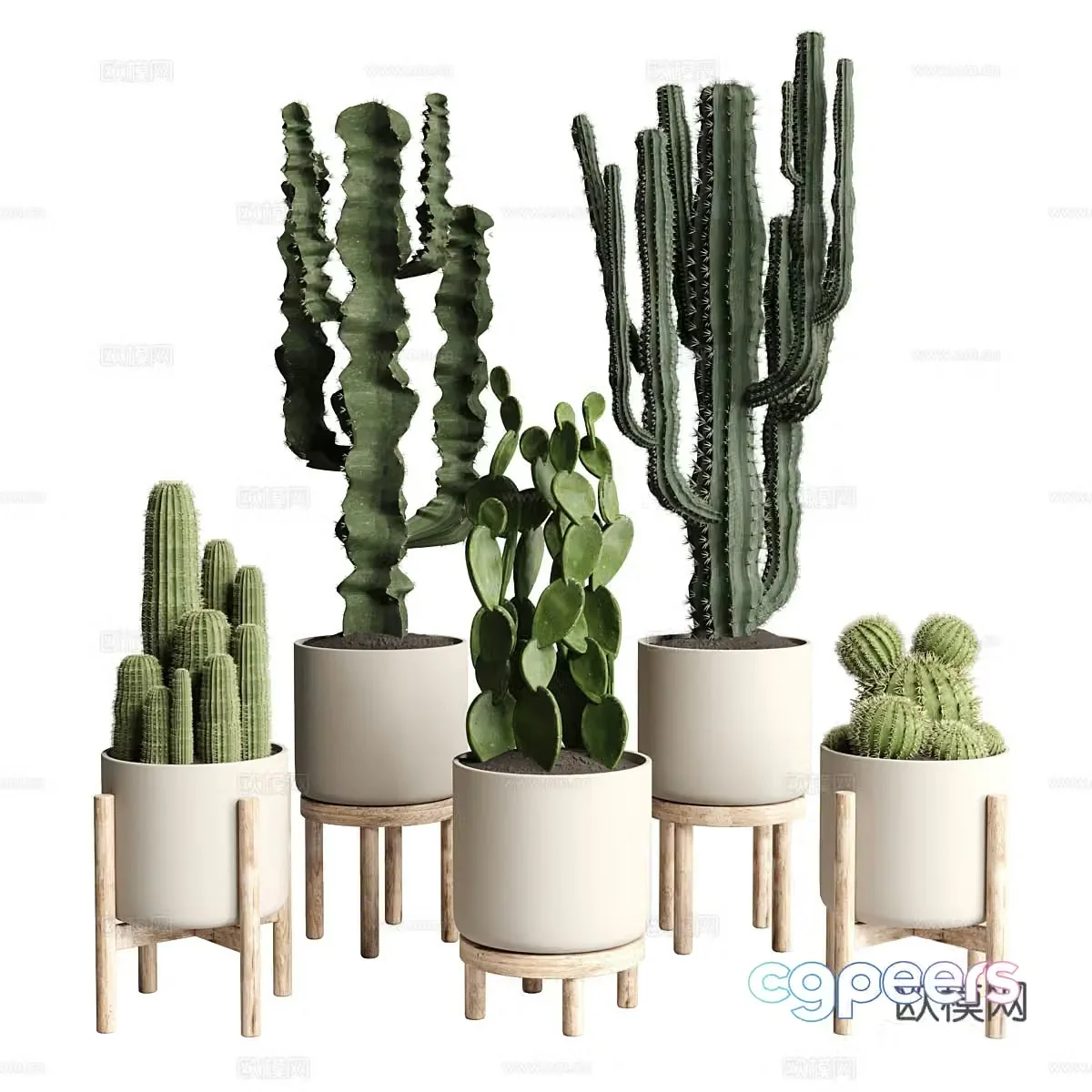 cactus potted 3d model