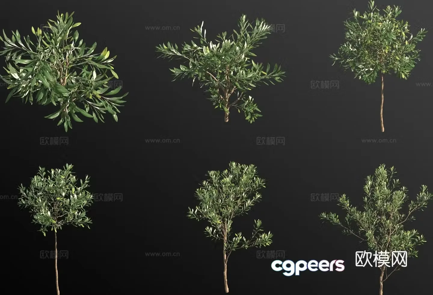 Olive tree 3d model