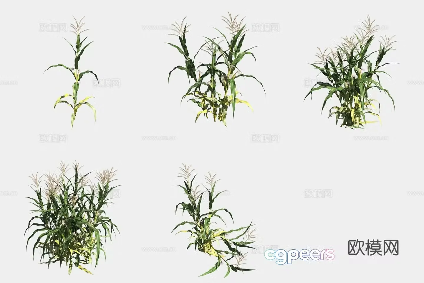 Corn crop crop 3d model