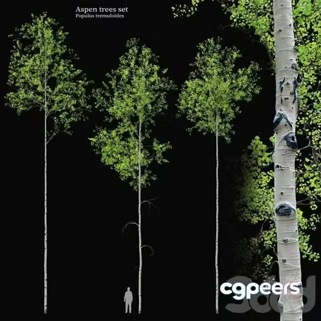 3ds Max Free – Aspen tree set
