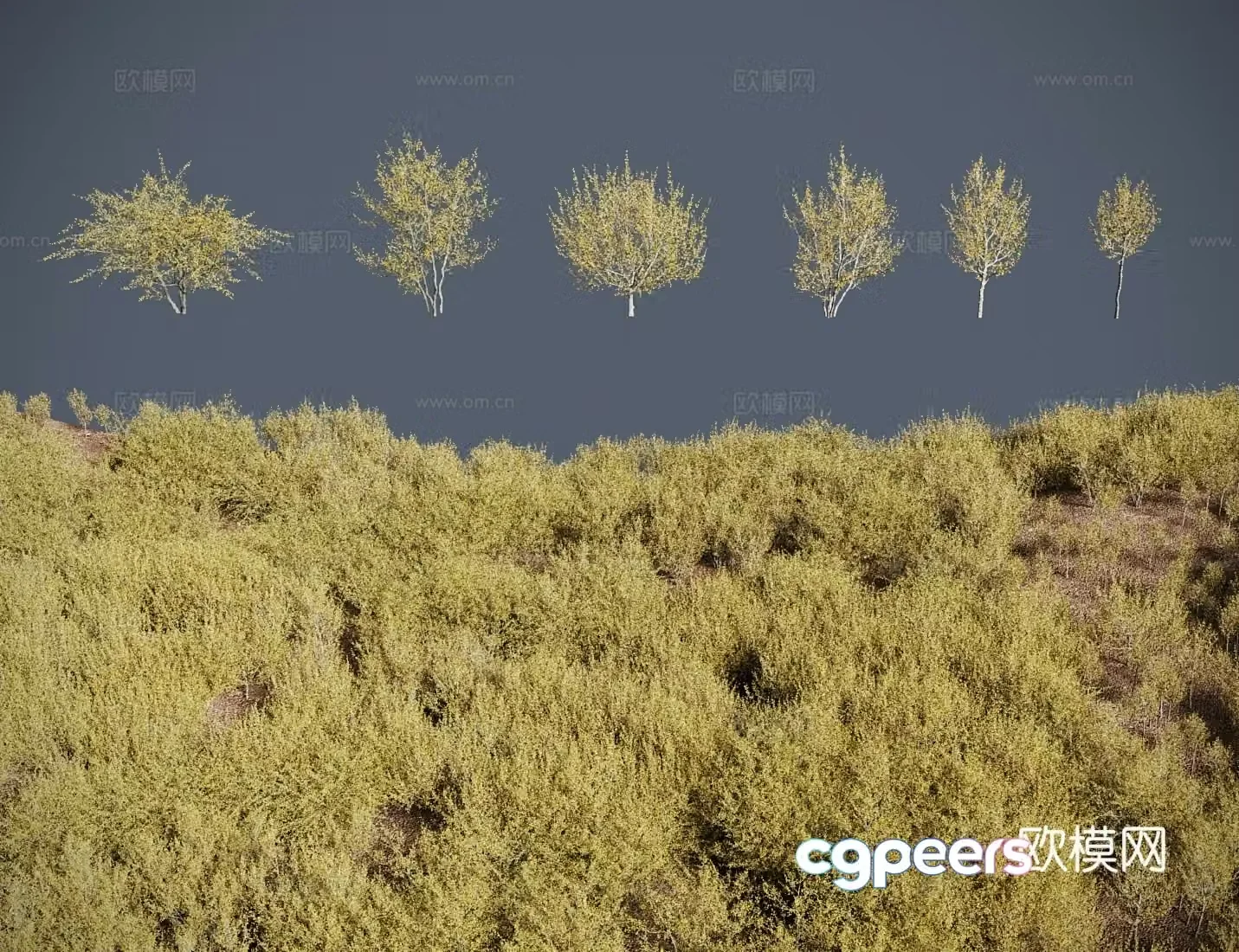 Modern landscape tree shrub Eurasian dogwood 3d model
