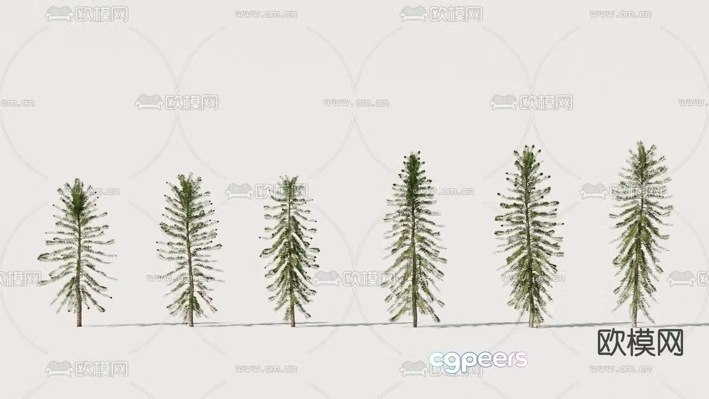 Landscape tree Big leaf Araucaria tree Fir tree 3D model