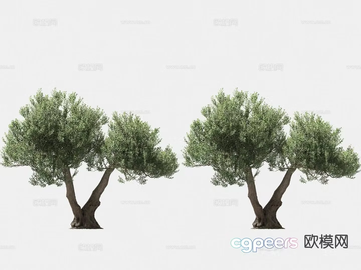 olive tree arbor trees lone tree 3d model