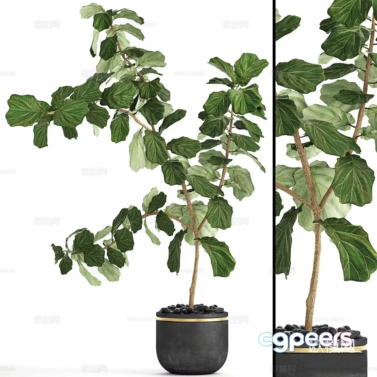 New Chinese green plant potted 3D model
