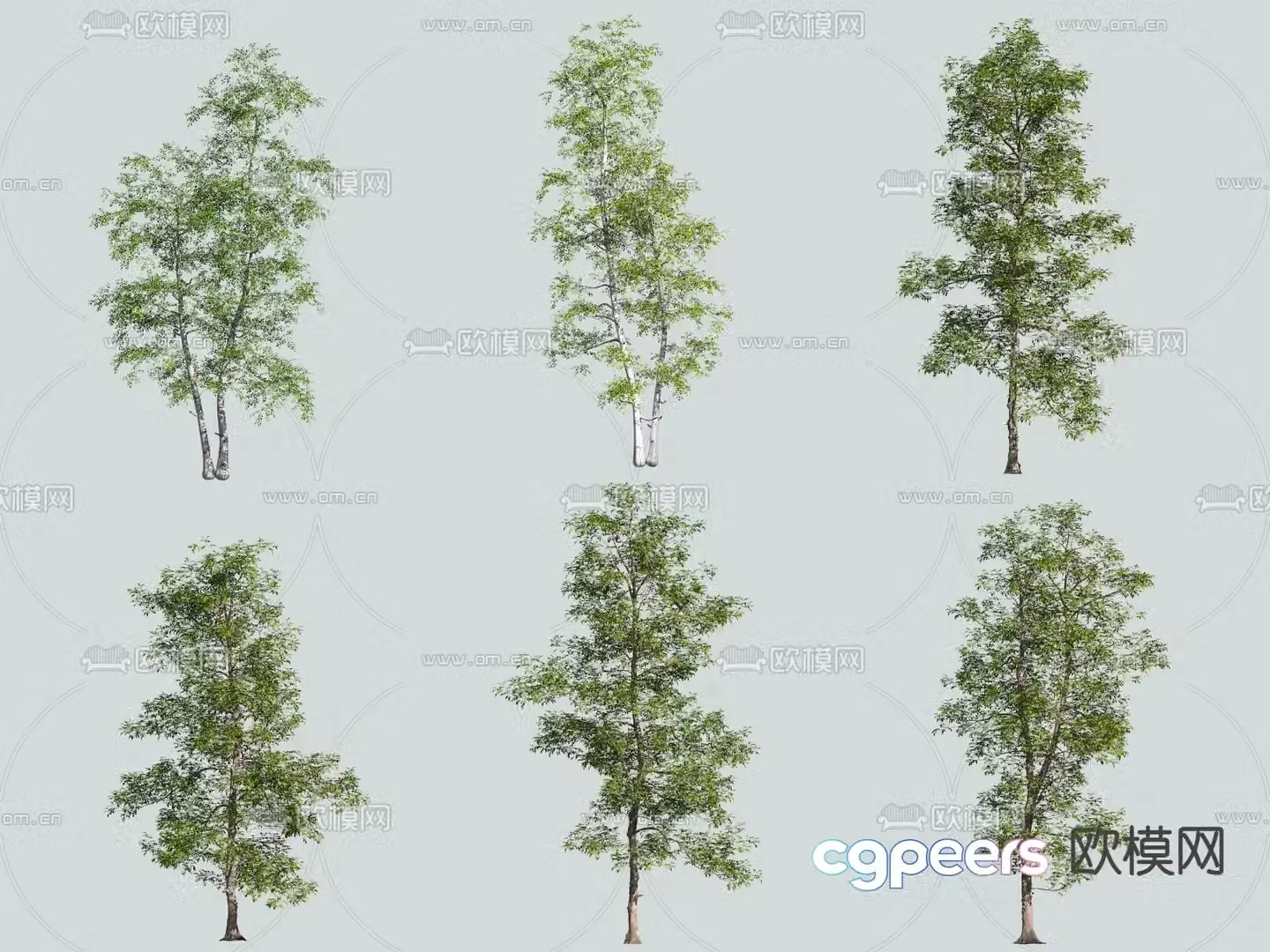 gray birch hickory landscape tree trees 3d model