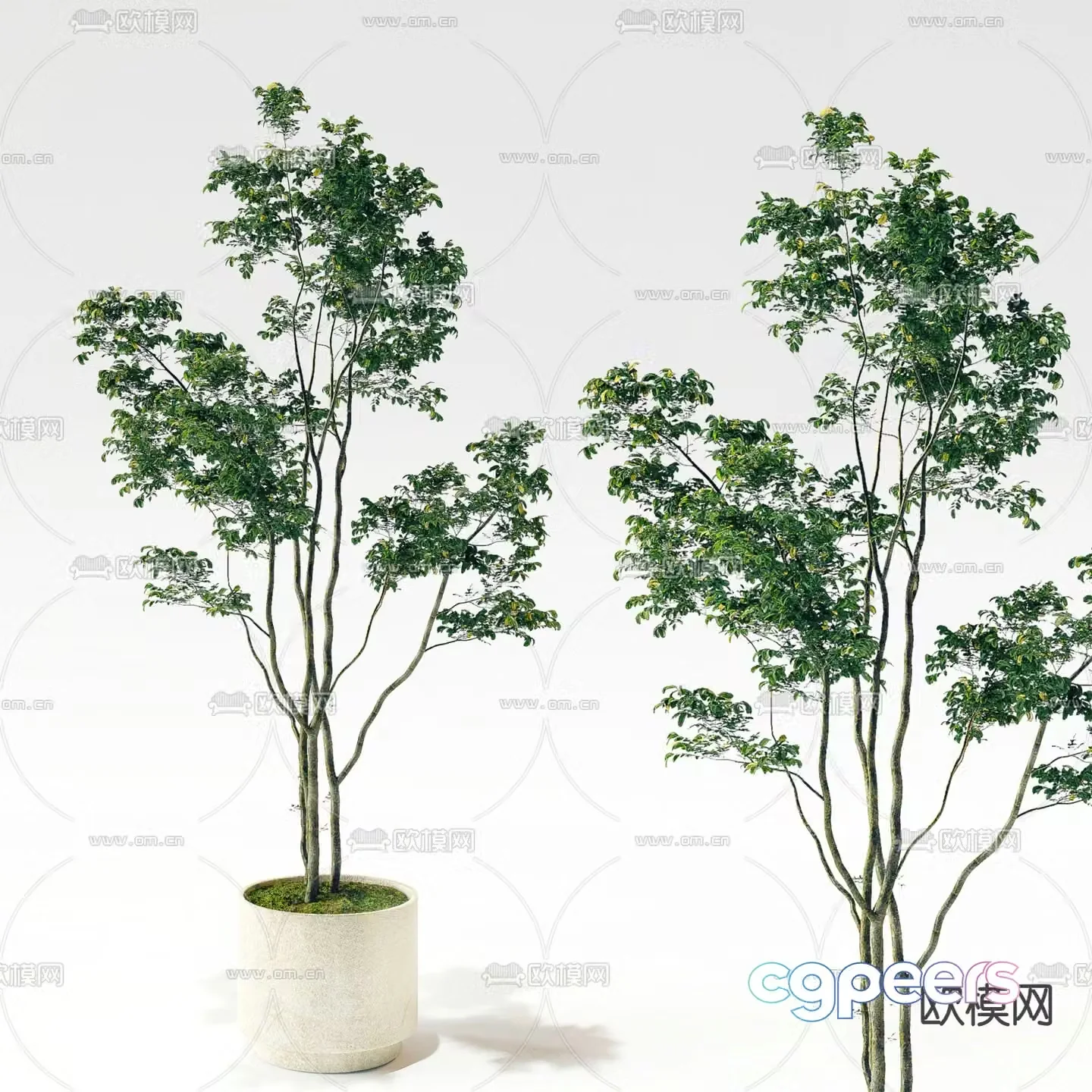 Potted plants Bonsai Green plants 3D model