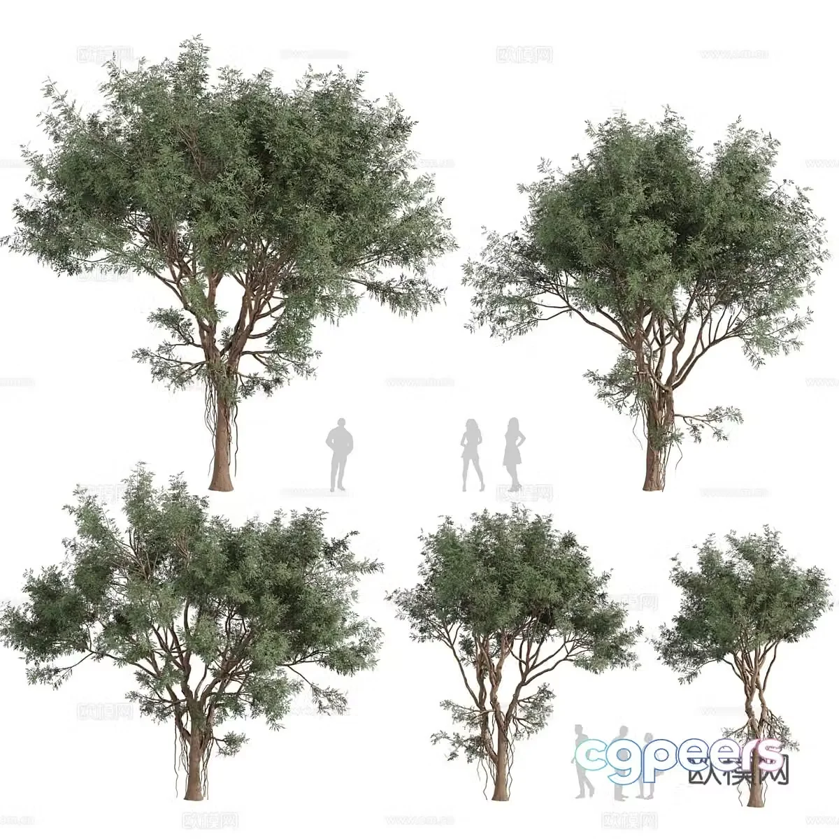 3D model of arbor
