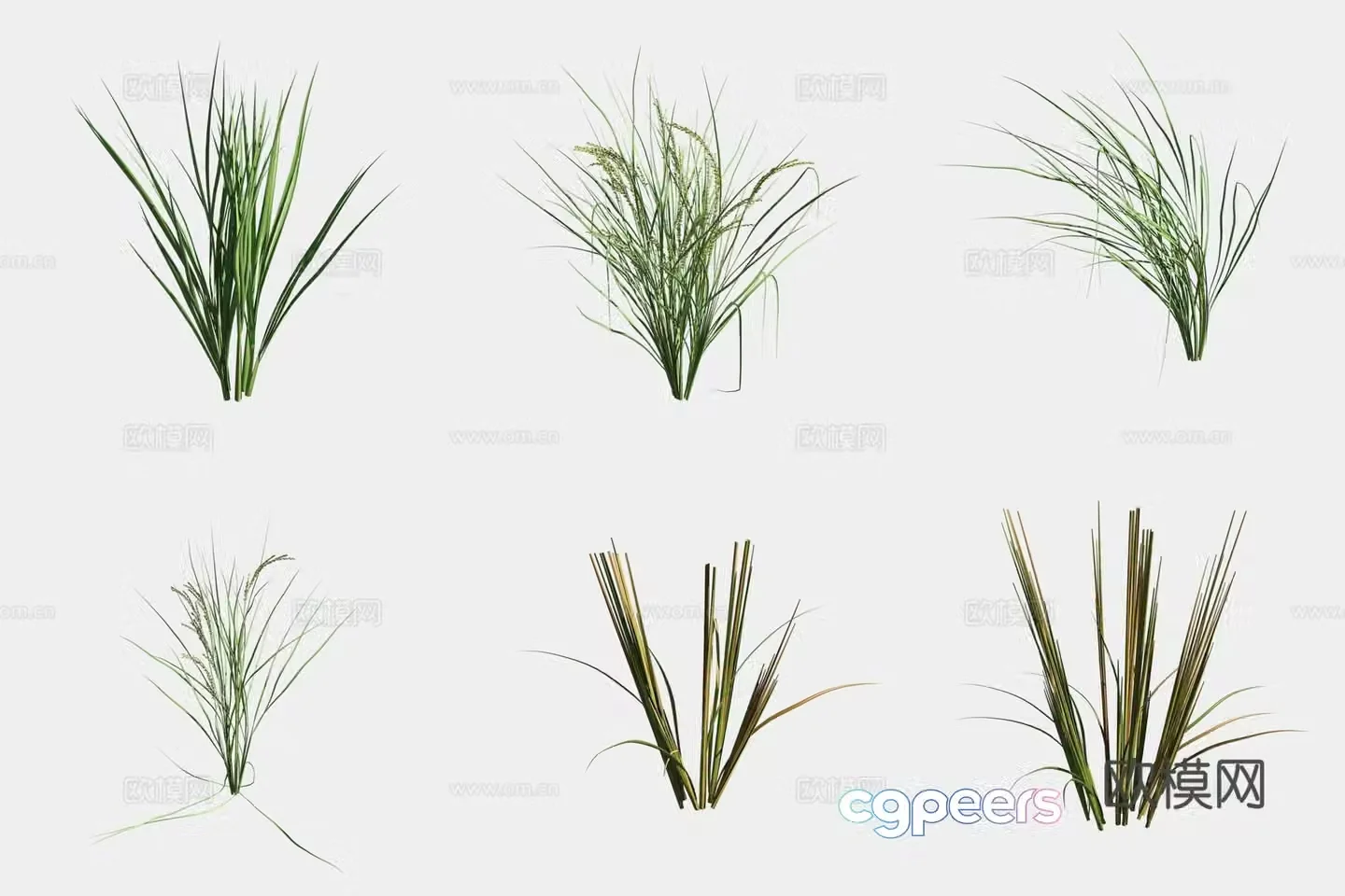 Rice crop crop 3d model