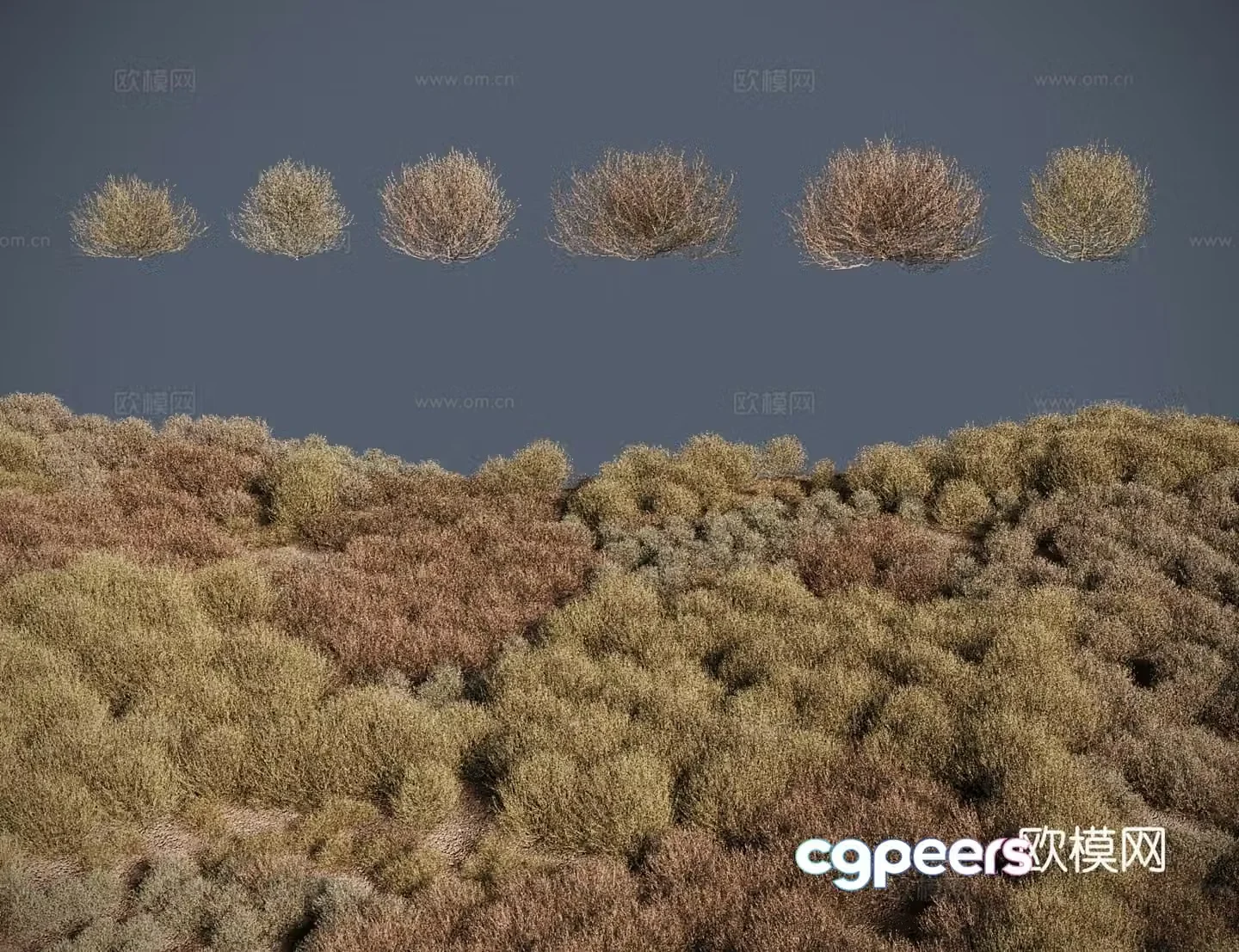 Modern shrub tumbleweed pigtails Russian thorn sams 3d model