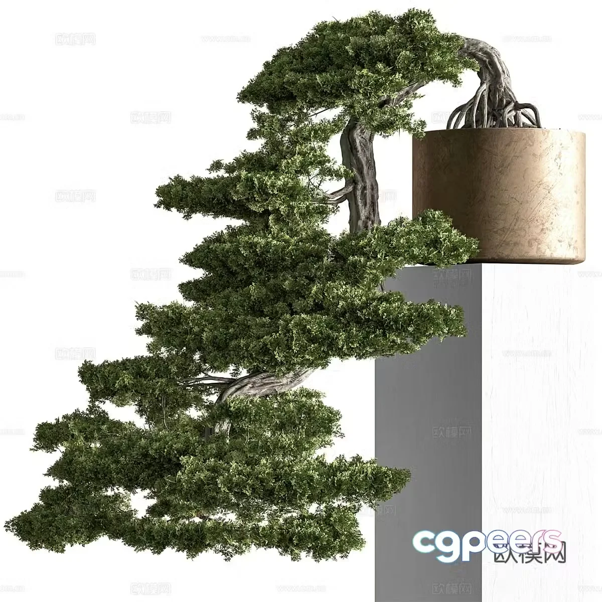 New Chinese pine bonsai 3D model