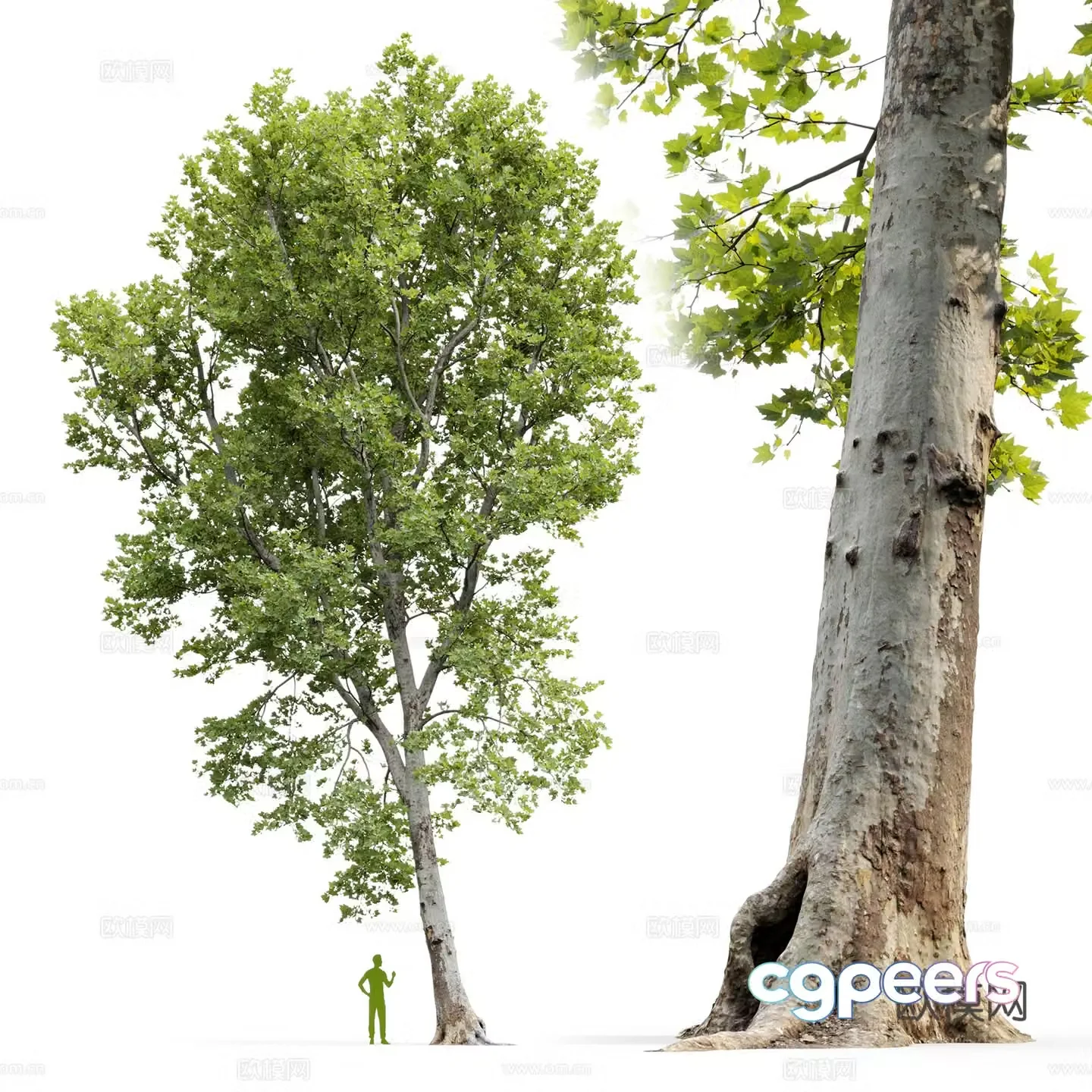 Sycamore tree landscape tree 3d model