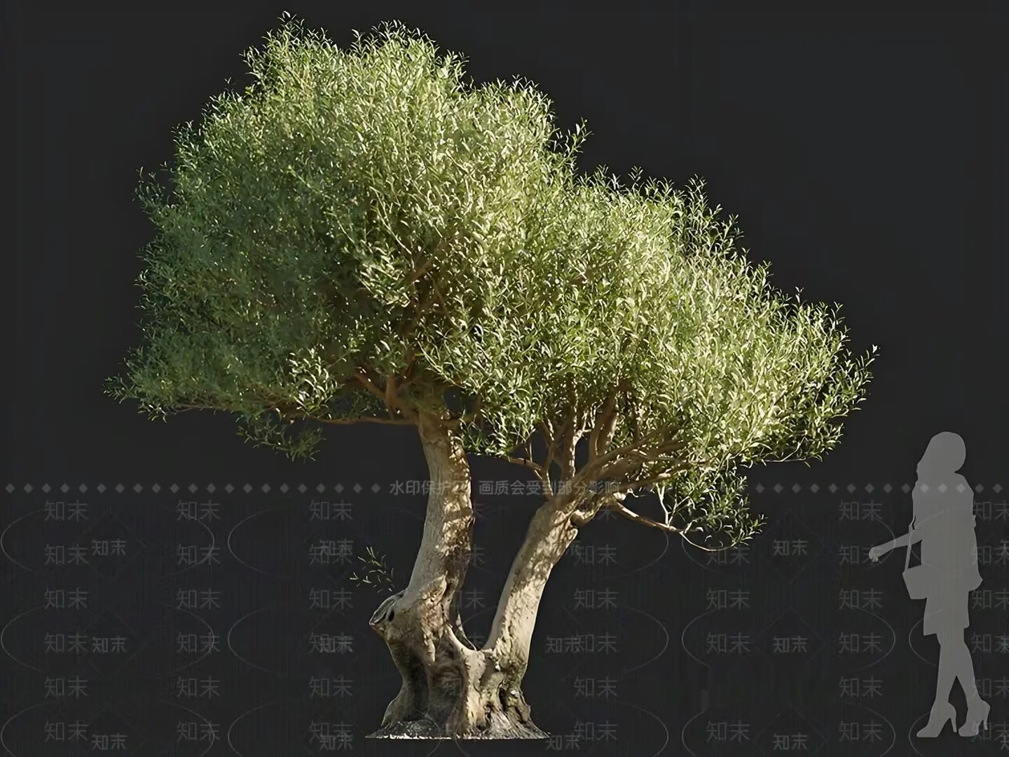 A Tree With A Large Green Canopy 3D Model – 15042 – CORONA Render