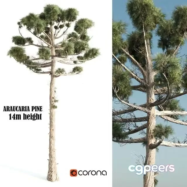 3ds Max Free – ARAUCARIA PINE-corona