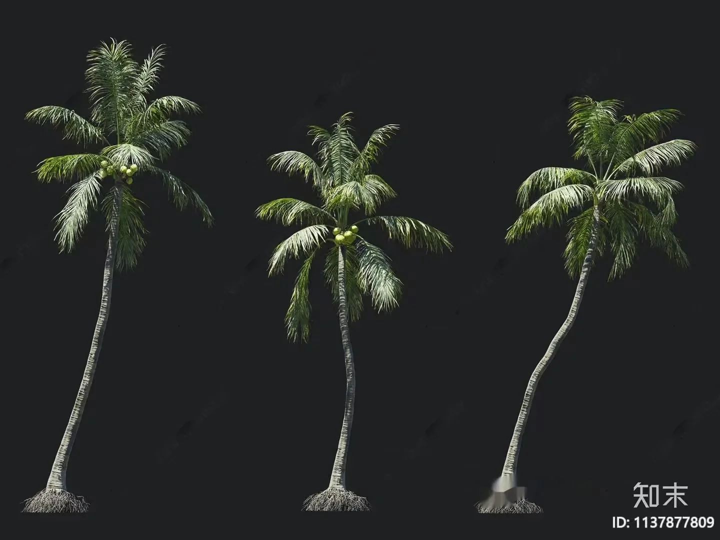 Coconut Trees 3D Model – 17691 – VRAY Render