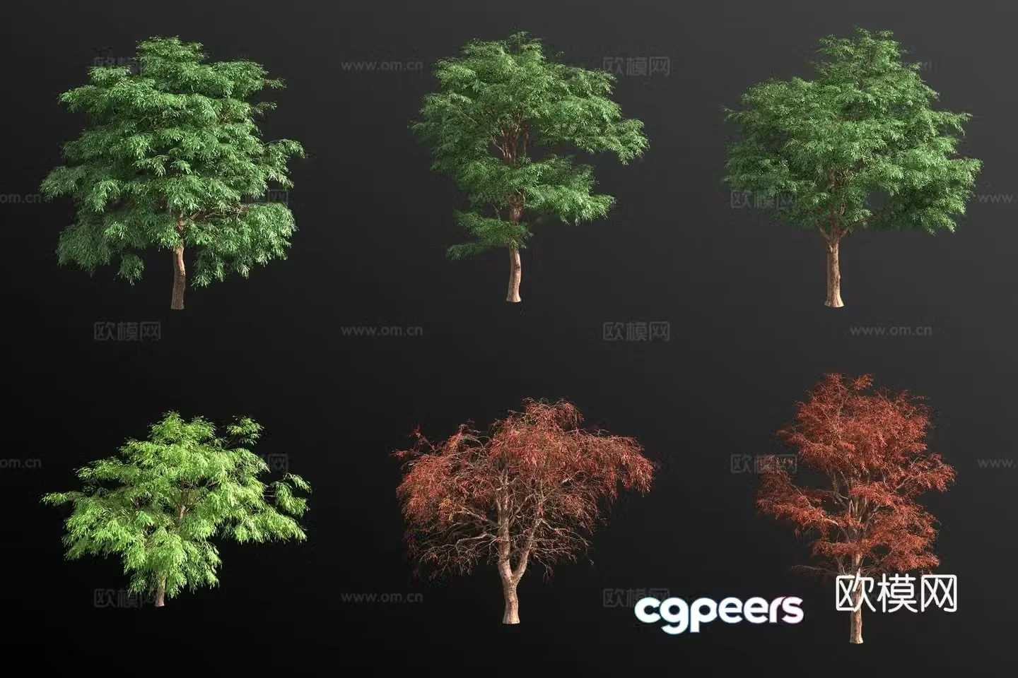 Mexican cypress landscape tree 3d model