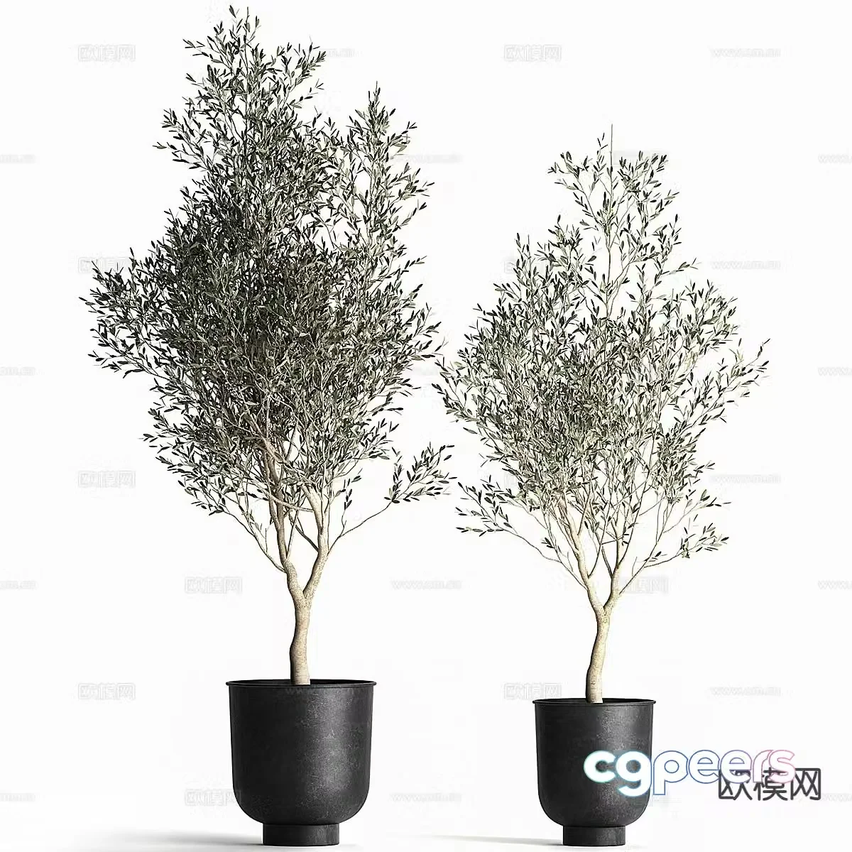 Potted plants Bonsai Green plants 3D model