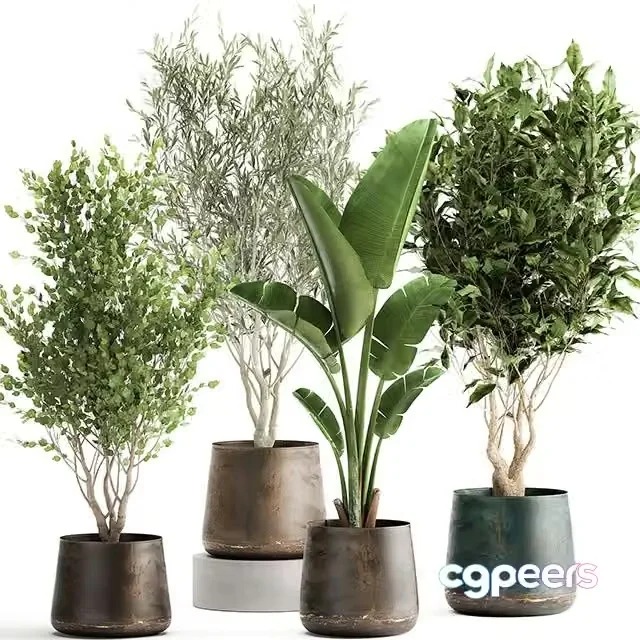 3ds Max Free – Collection of tree plants in outdoor metal rusty pots Banana palm, . Set 949