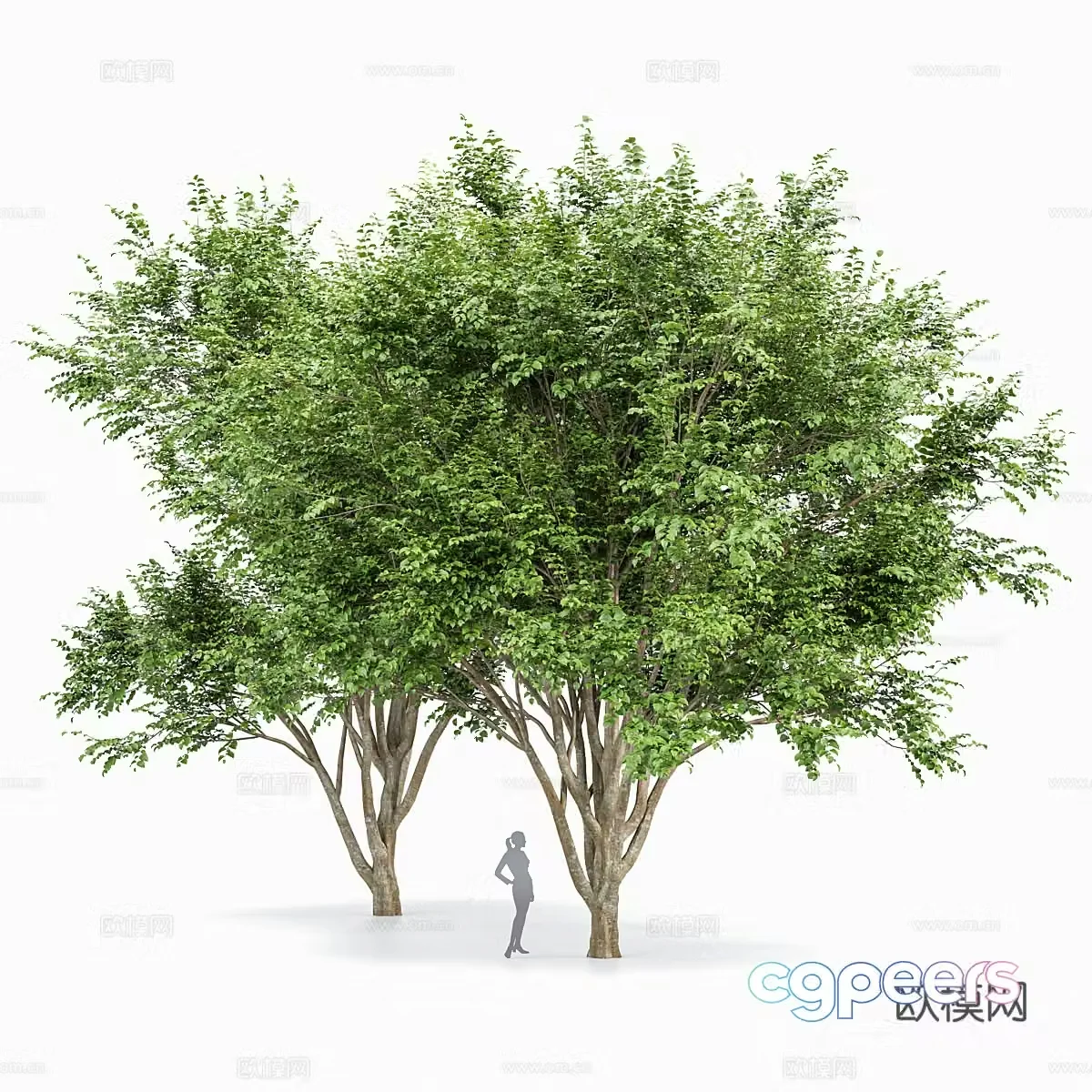 Big tree shrub 3d model