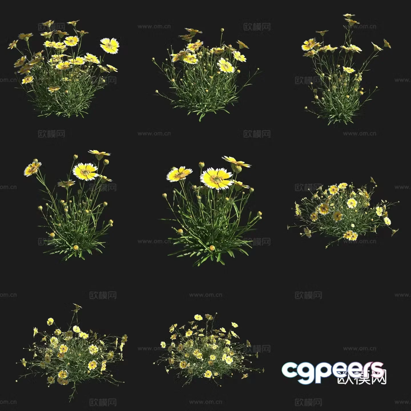 Raya chrysanthemum shrub flowers and plants grass plants 3D model