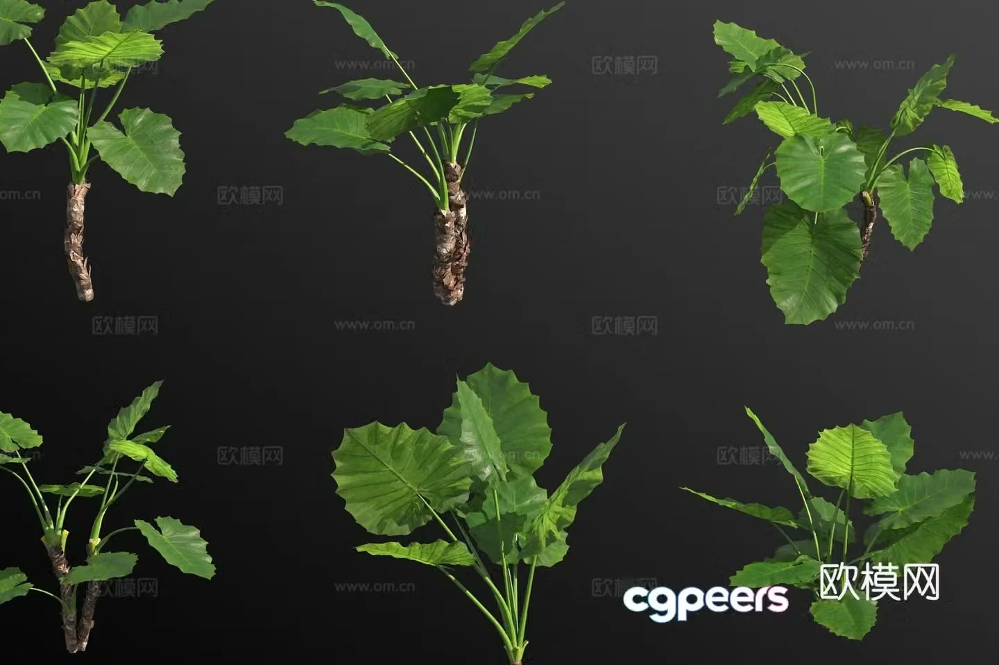 Alocasia green plant 3D model