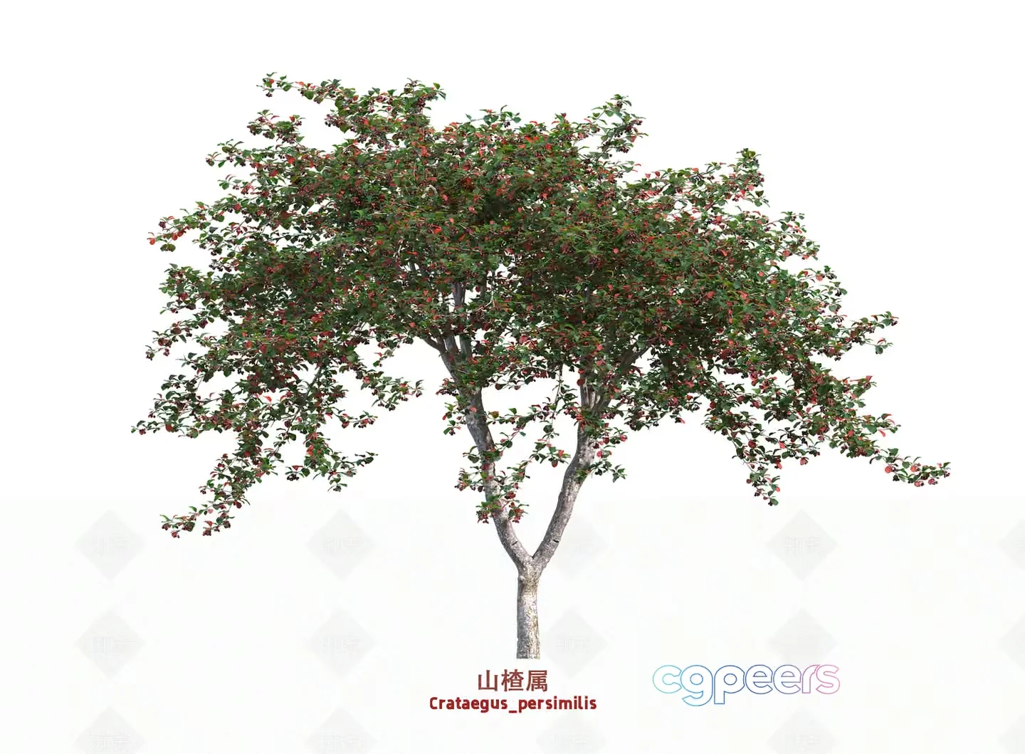 A Tree With Green Leaves And Red Flowers 3D Model – 8883 – VRAY Render