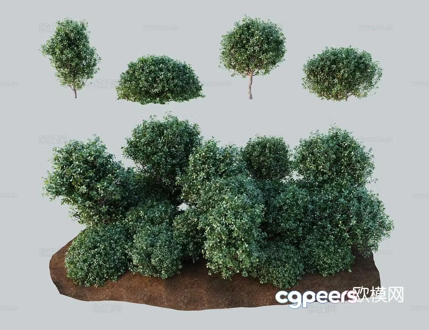 Modern landscape tree Cochinium oak Spanish cork oak Lebanese oak Holly oak 3D model