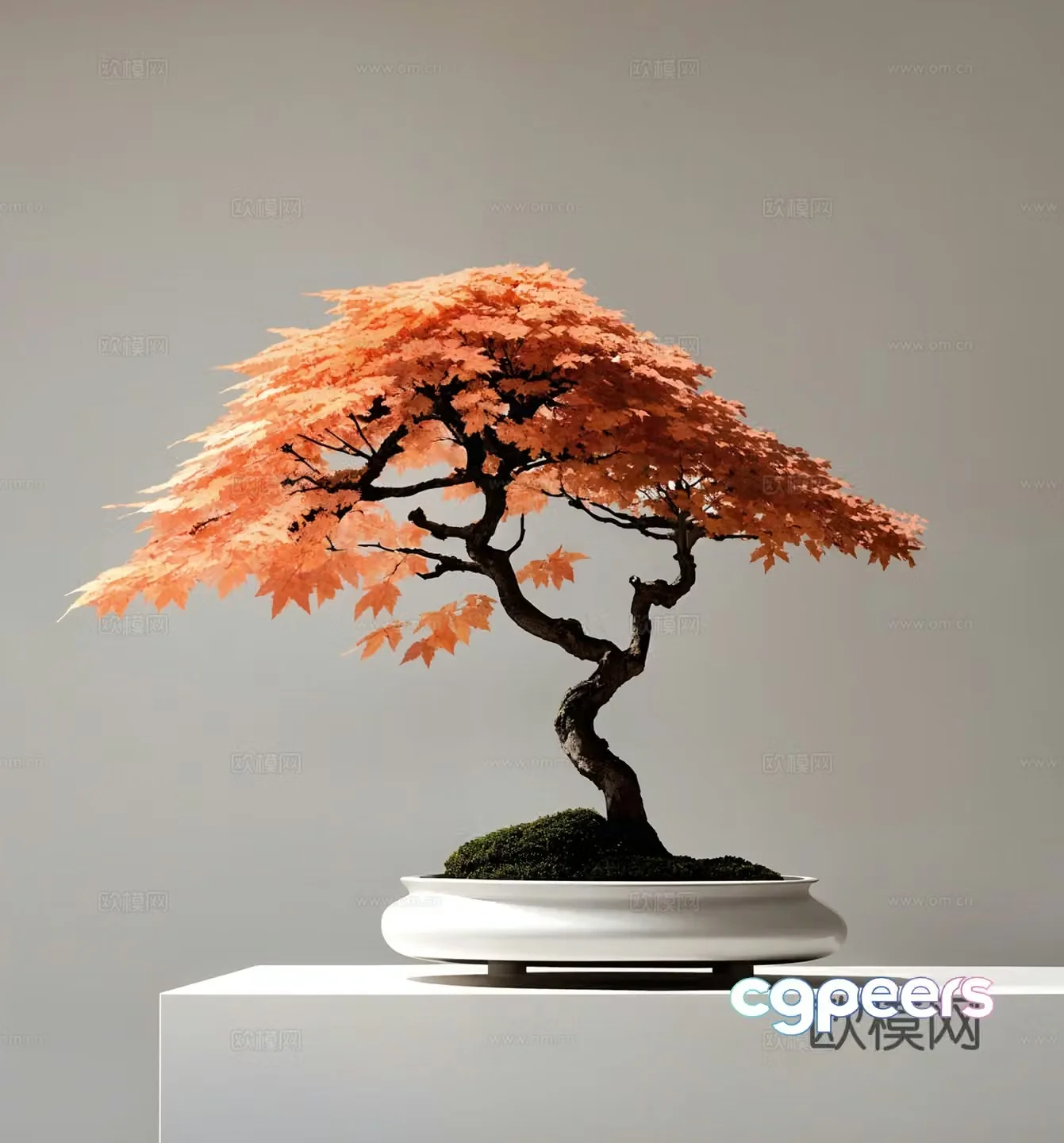 New Chinese Maple Leaf Bonsai 3D Model