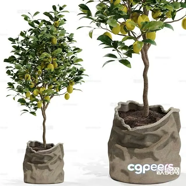 Fruit tree lemon tree 3d model