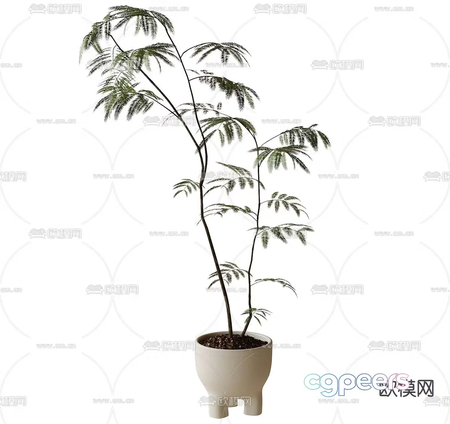 Modern potted bonsai plant green plant 3d model