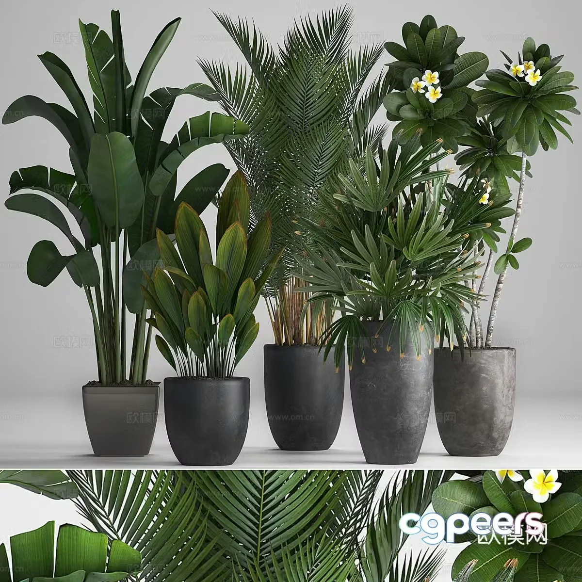 Green plant potted 3D model