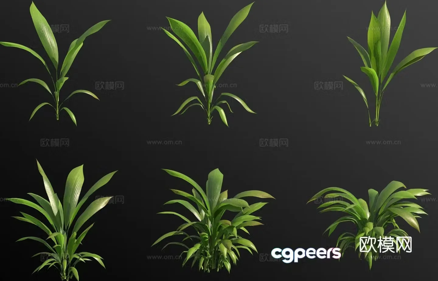 Curculigo macrophylla flowers and green plants 3d model