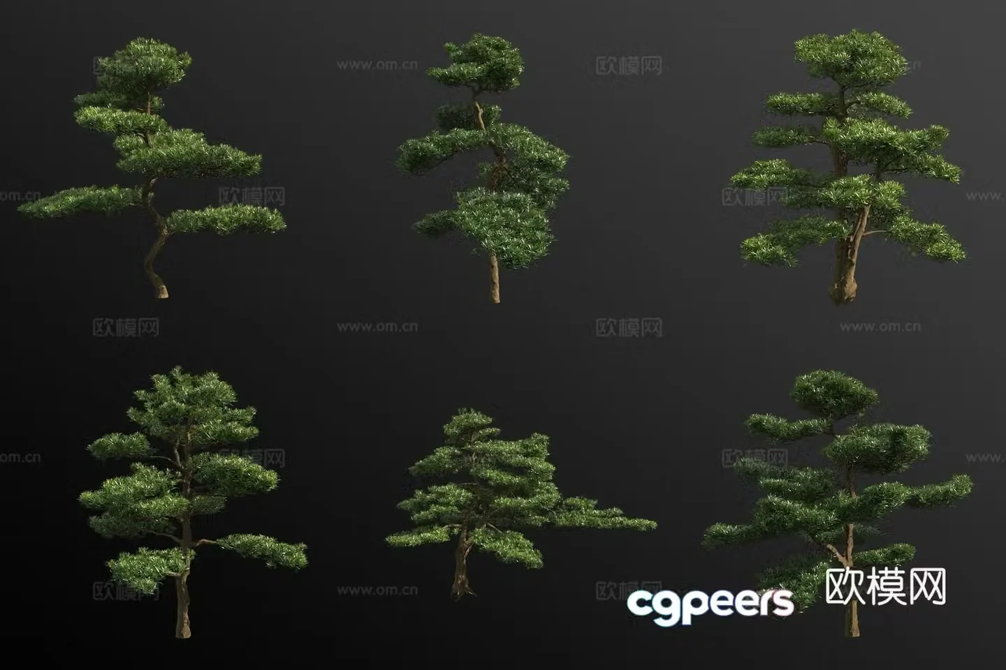 Podocarpus landscape tree 3d model