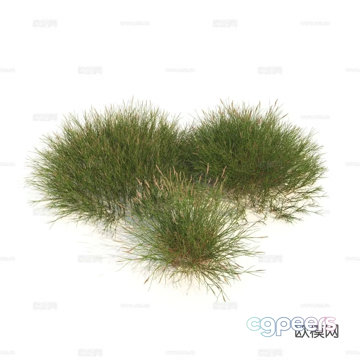 Plants Green Plants Shrubs Flowers Thatch 3d model