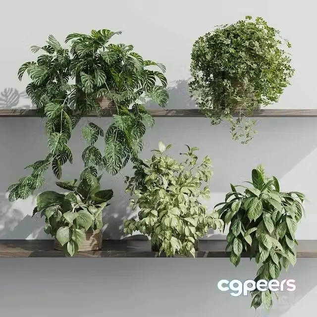 3ds Max Free – wall plant – set Indoor plant 408 plants on shelf in handmade wooden basket