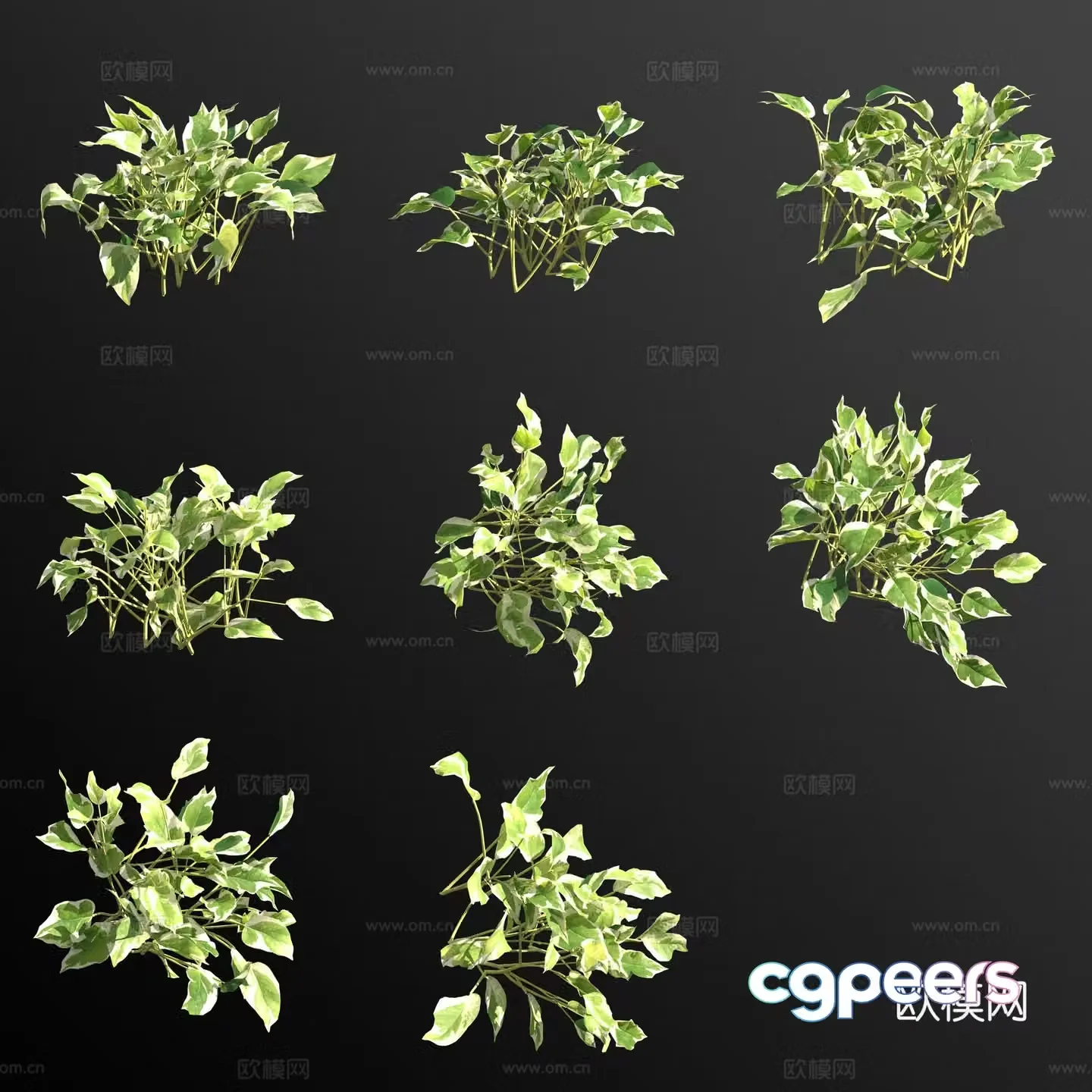 Pearl Pothos green plant 3D model