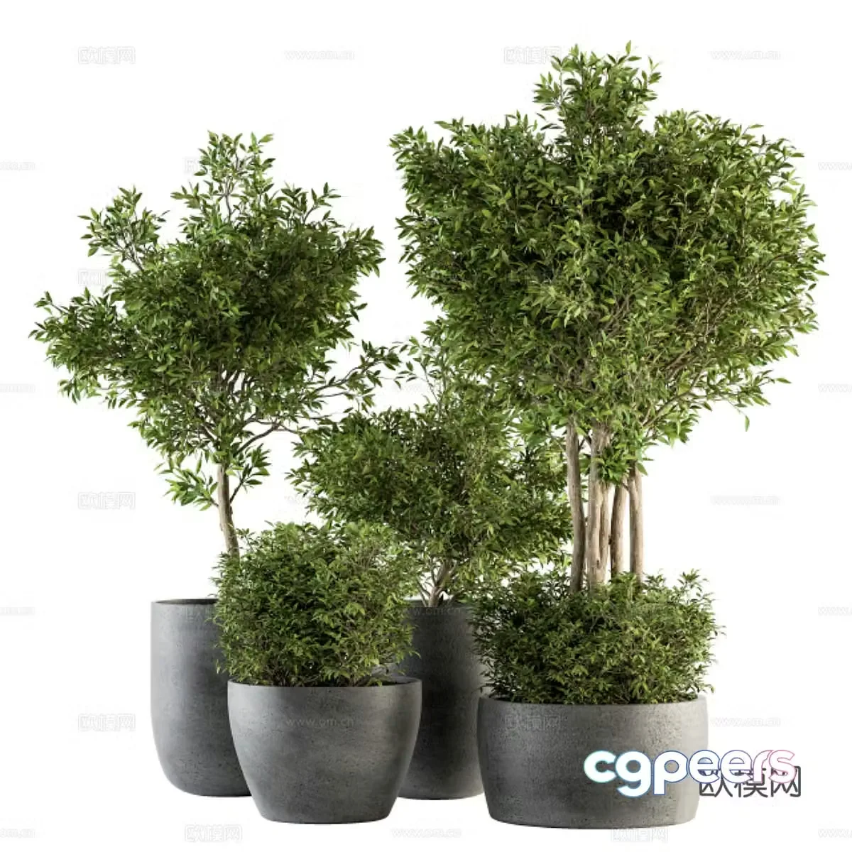 Green plant potted 3D model