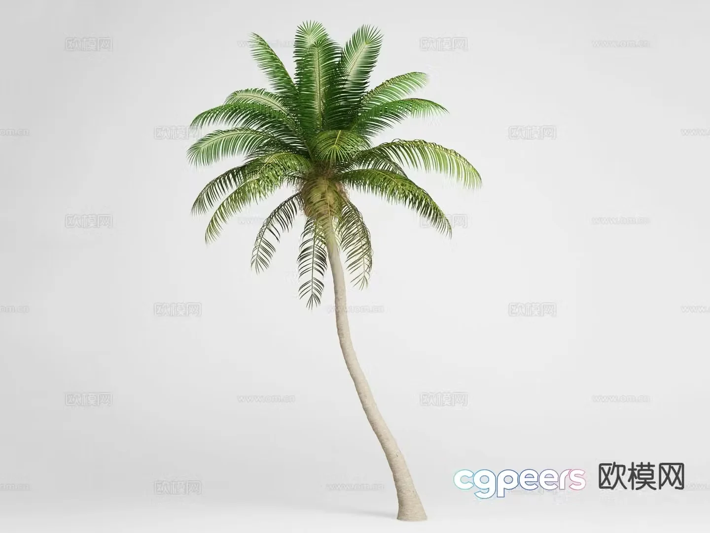 Landscape tree Coconut tree Palm tree Tree 3d model