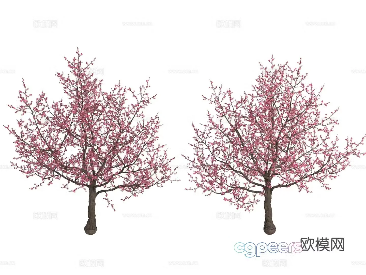 Peach tree peach tree plum blossom cherry blossom plant pink tree 3d model