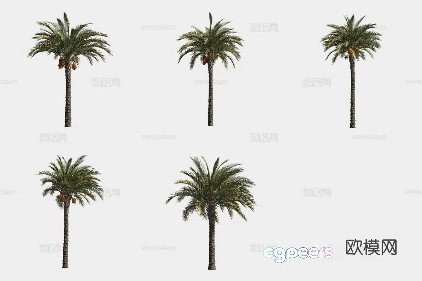 Date palm tropical tree plant 3d model