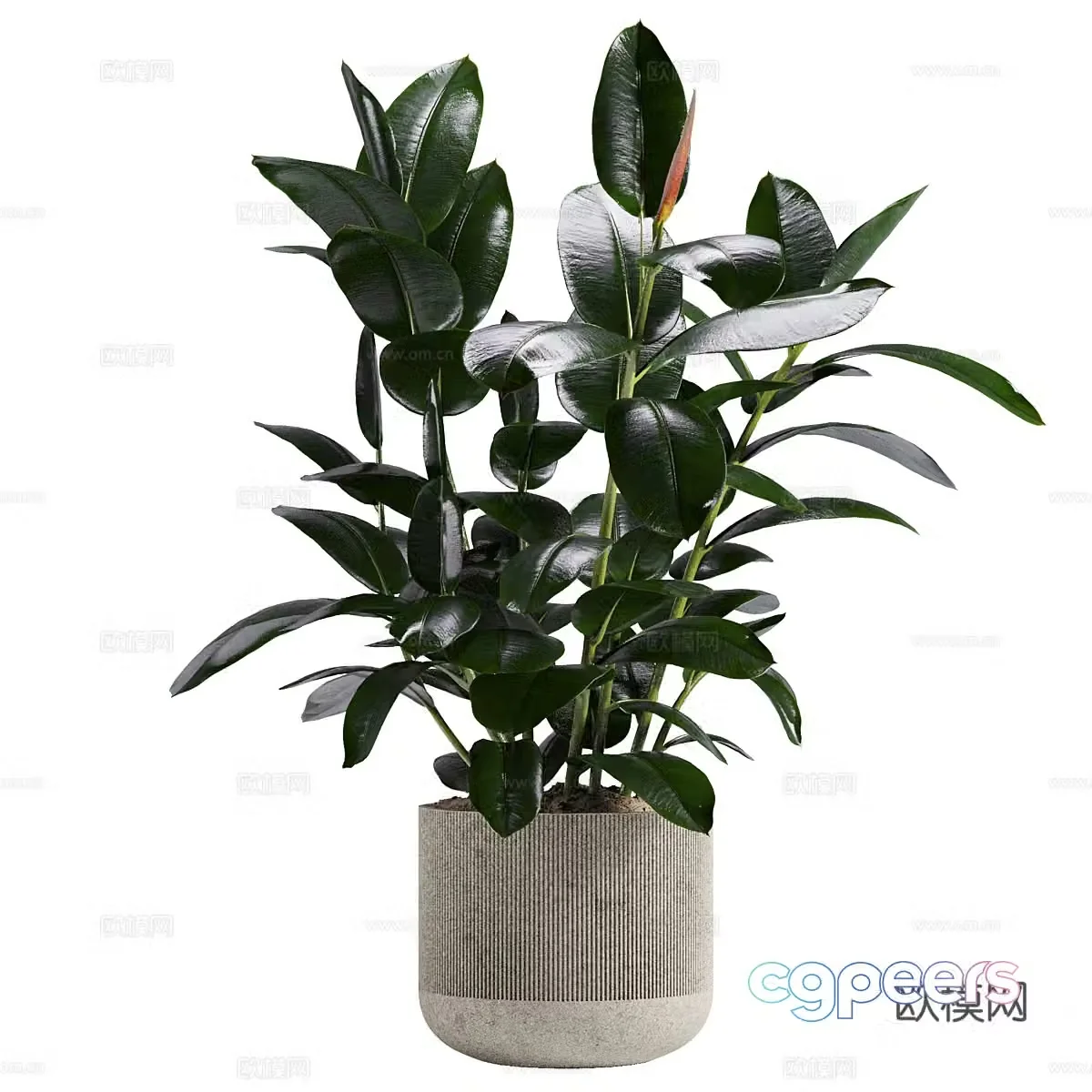 Modern Banyan Pot Plant 3D Model