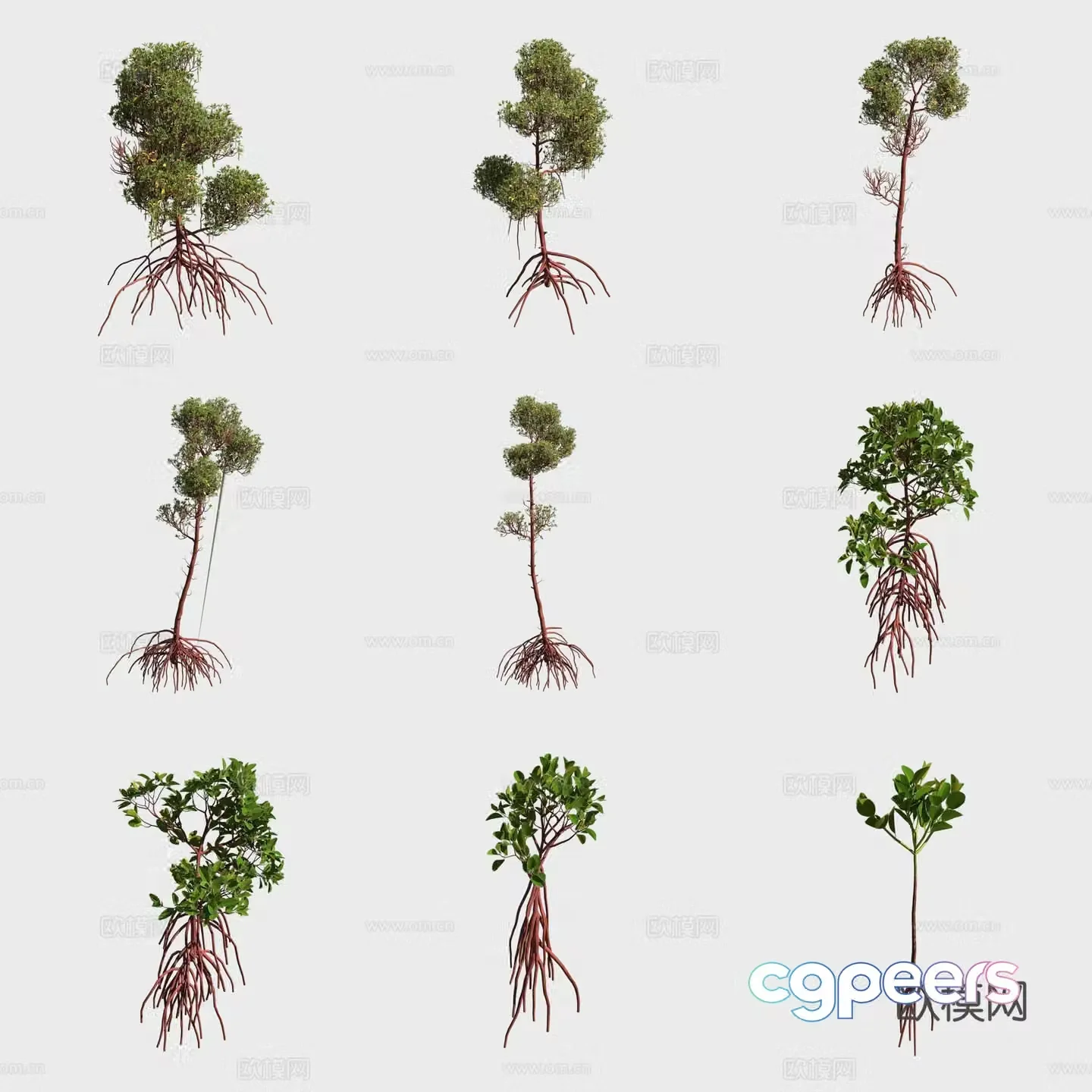 Mangrove mangrove plants 3D model