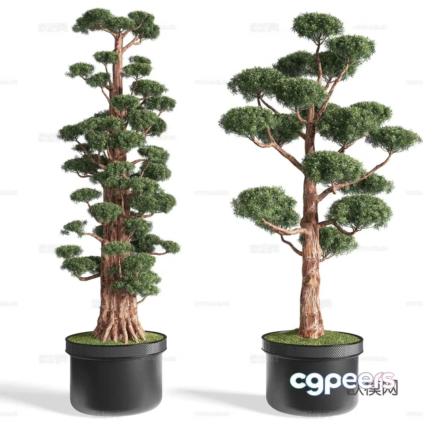 New Chinese potted plants pine bonsai 3d model